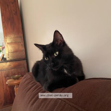 Photo 1/1 Yumi Chat lost in Chamalieres