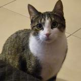 Picture of cat lost at Rennes