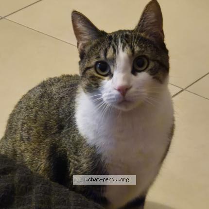 Photo 1/1 Utopia Chat lost in Rennes