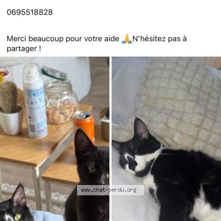 Photo 1/1 Tweets Chat lost in Montelimar