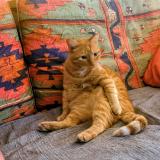 Picture of cat lost at Moidieu Detourbe