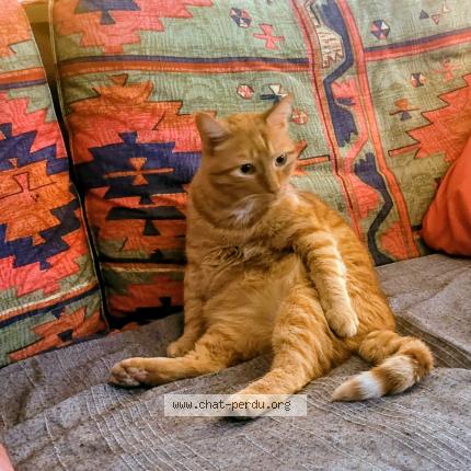 Photo 1/1 Quiqui Chat lost in Moidieu detourbe