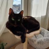 Picture of cat lost at Chalon Sur Saone