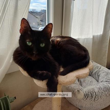 Photo 1/1 Grodos Chat lost in Chalon sur saone