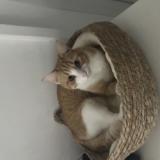 Picture of cat lost at Cussac Fort Medoc