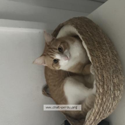 Photo 1/1 Sasha Chat lost in Cussac fort medoc