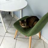 Picture of cat lost at Lagord