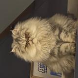 Picture of cat lost at Allauch