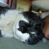 Picture of cat lost at Laruscade