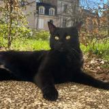 Picture of cat lost at Poitiers