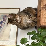 Picture of cat lost at Lausanne