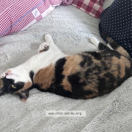 Photo 1/1 Calicot Chat lost in Bourges