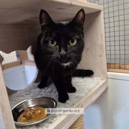 Photo 1/1 Sophie Chat lost in Clarens