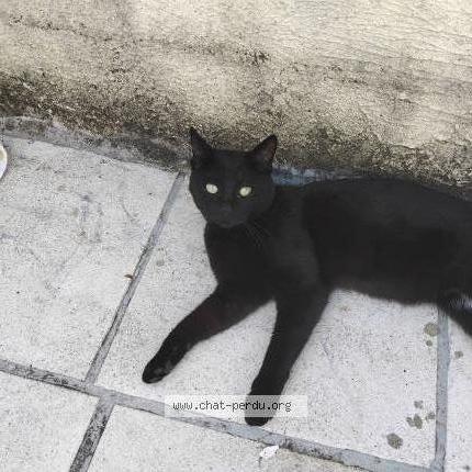 Photo 1/1 Bidule Chat lost in Louvroil