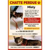 Picture of cat lost at Sanary Sur Mer