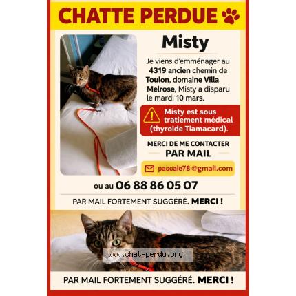 Photo 1/1 Misty Chat lost in Sanary sur mer