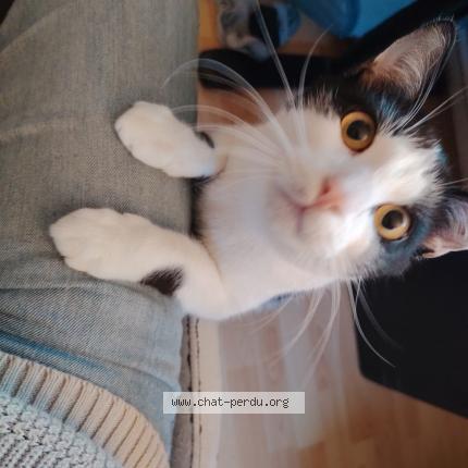 Photo 1/1 Atlas Chat lost in Faches thumesnil