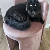 Picture of cat lost at Triel Sur Seine