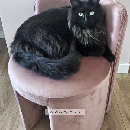 Photo 1/1 Olympe Chat lost in Triel sur seine