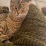 Picture of cat lost at Belfort