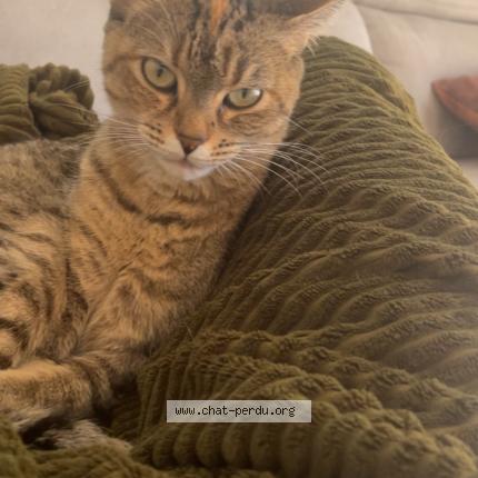 Photo 1/1 Haku Chat lost in Belfort