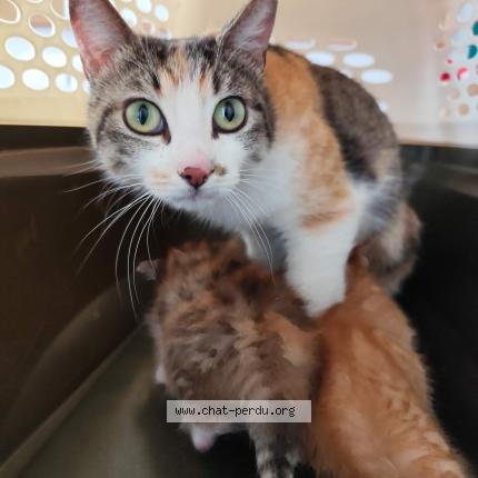 Photo 1/1 Found cat Found in Montauban