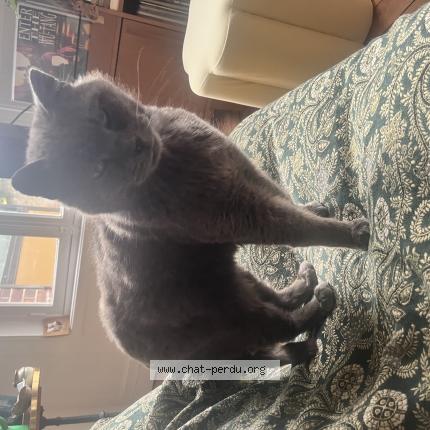 Photo 1/1 Hector Chat lost in Compiegne