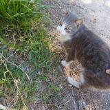 Picture of cat found at Montpellier