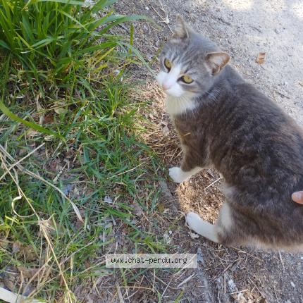 Photo 1/1 Found cat Found in Montpellier