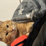 Picture of cat lost at Pontault Combault