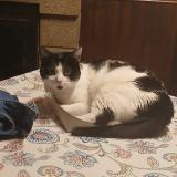 Picture of cat lost at Saint Mars Sur La Futaie