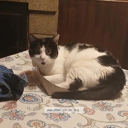 Photo 1/1 Pandi Chat lost in Saint mars sur la futaie