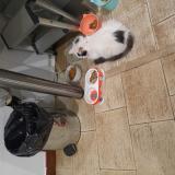 Picture of cat found at Chelles