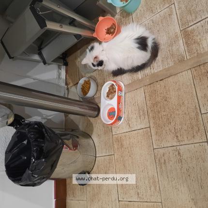 Photo 1/1 Found cat Found in Chelles