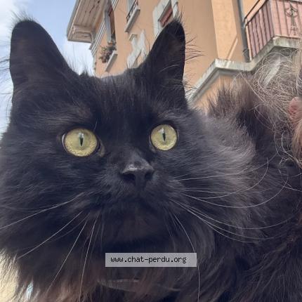 Photo 1/1 Haku Chat lost in Lausanne