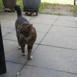Picture of cat found at Mons En Baroeul