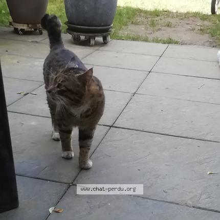 Photo 1/1 Found cat Found in Mons en baroeul