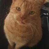 Picture of cat lost at Montpellier