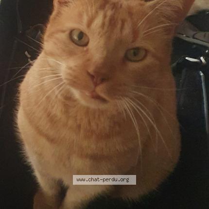 Photo 1/1 Patachou Chat lost in Montpellier