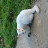 Picture of cat lost at Saint Quentin De Baron