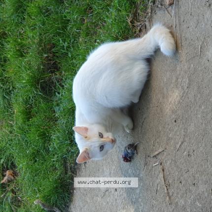 Photo 1/1 Loupo Chat lost in Saint quentin de baron