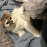 Picture of cat lost at Paris