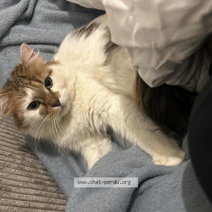 Photo 1/1 Bichette Chat lost in Paris