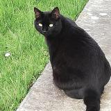 Picture of cat lost at Pechbonnieu