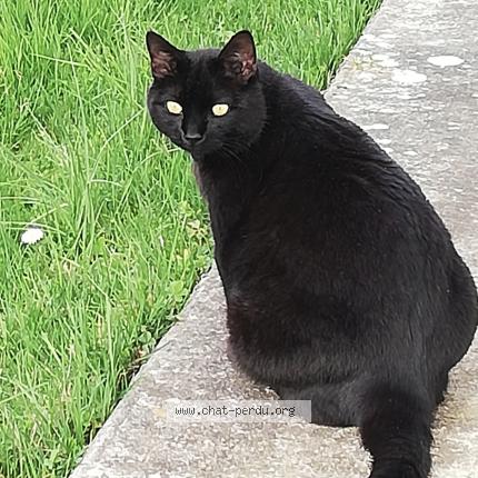 Photo 1/1 Mojito Chat lost in Pechbonnieu