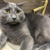 Picture of cat lost at Sannois