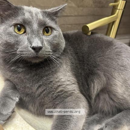 Photo 1/1 Néné Chat lost in Sannois