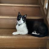 Picture of cat lost at Dingy En Vuache