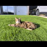 Picture of cat lost at Laurens