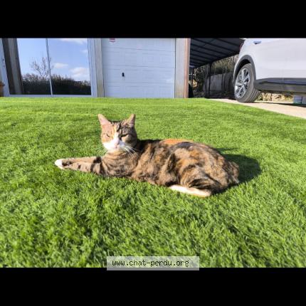 Photo 1/1 Cat reunited Lost in Laurens